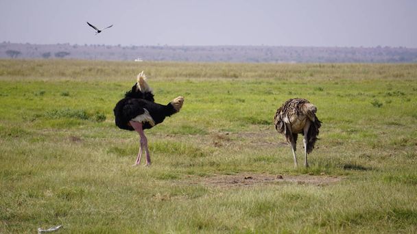 ostriches in Amboseli national park in Kenya, Africa - Фото, изображение