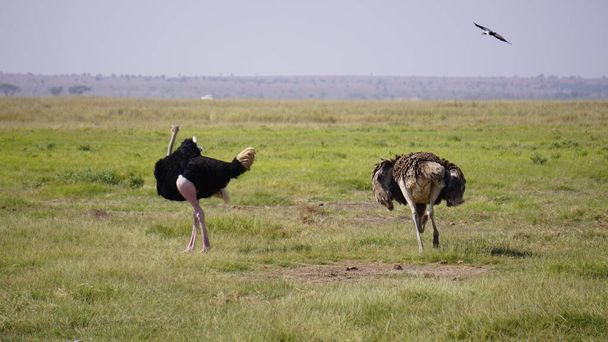 ostriches in Amboseli national park in Kenya, Africa - Foto, Imagem
