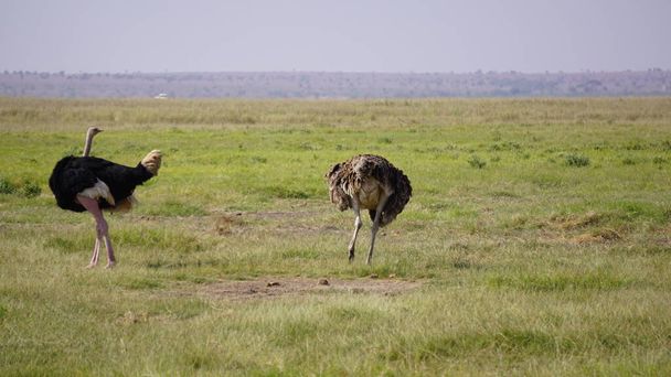 ostriches in Amboseli national park in Kenya, Africa - Foto, Imagen