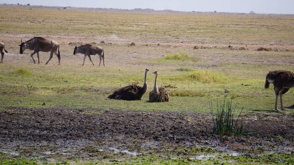 ostriches in Amboseli national park in Kenya, Africa - 写真・画像