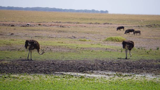 avestruzes no parque nacional de Amboseli no Quênia, África
 - Foto, Imagem
