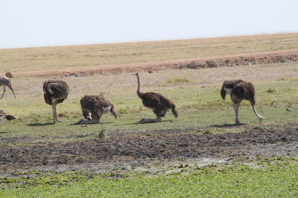 ostriches in Amboseli national park in Kenya, Africa - Fotoğraf, Görsel