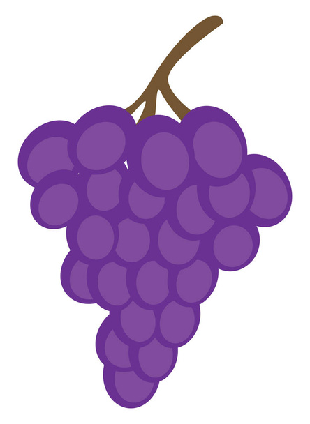 Paarse druiven, illustratie, vector op witte achtergrond - Vector, afbeelding