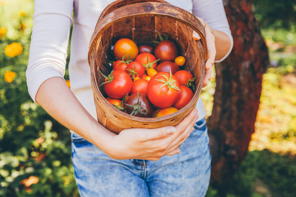 Conceito de jardinagem e agricultura. Jovem agricultor mãos segurando cesta colhendo tomates orgânicos maduros frescos no jardim. Produção de estufas. Produção de alimentos vegetais
 - Foto, Imagem