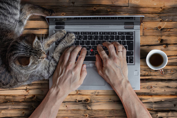 Человек работает за ноутбуком с котом, когда пьет кофе. Плоский лежал
. - Фото, изображение