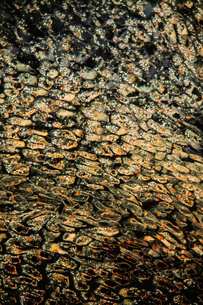 Spruce πυροβολούν ιστό κάτω από το μικροσκόπιο 100x - Φωτογραφία, εικόνα