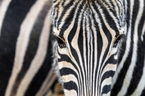 cropped shot of zebra, cute animal - Foto, Imagem