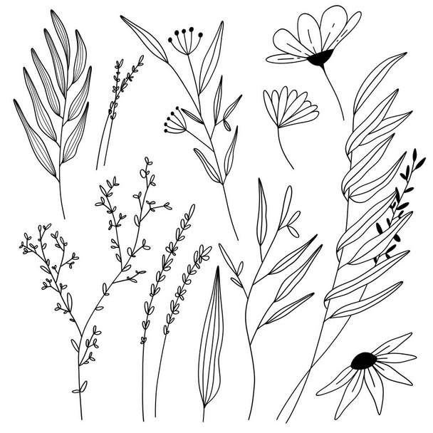 Colección dibujada a mano con plantas y hojas de temporada
 - Vector, imagen