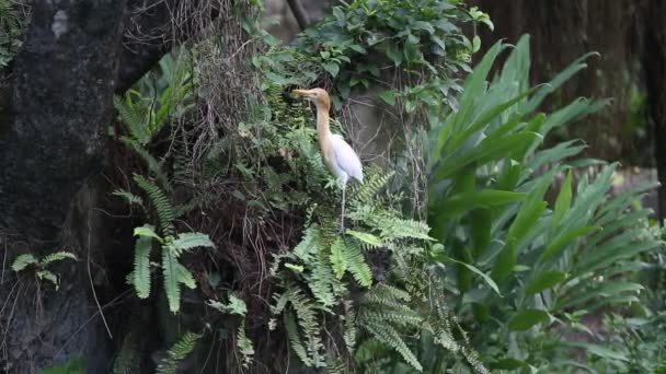 Gado egret, também conhecido como o Bubulcus ibis procurando comida no topo da árvore em Taiwan-Dan
 - Filmagem, Vídeo