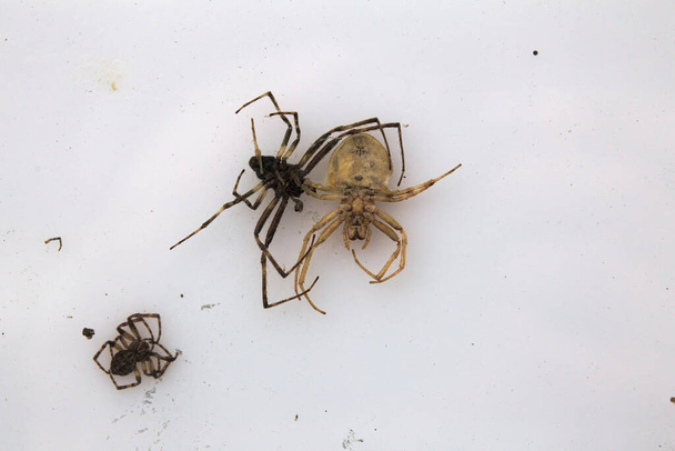 Grupo de arañas muertas (Araneus quadratus, el tejedor orbe de cuatro puntos), sobre fondo blanco
. - Foto, Imagen