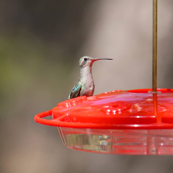 Rivoli-Kolibri (Weibchen) an einem traditionellen Kolibri-Futterplatz (eugenes fulgrens)) - Foto, Bild
