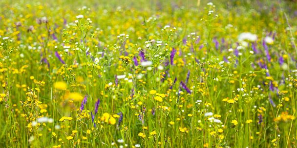 beautiful field of wildflowers, healing natural herbs backround - Photo, Image