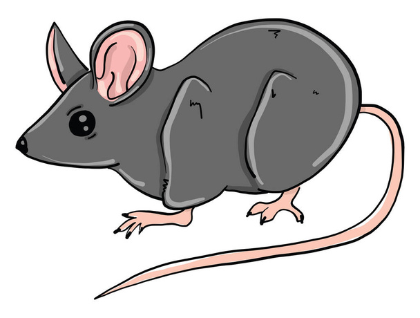 Little mouse, illustration, vector on white background - Vector, Image