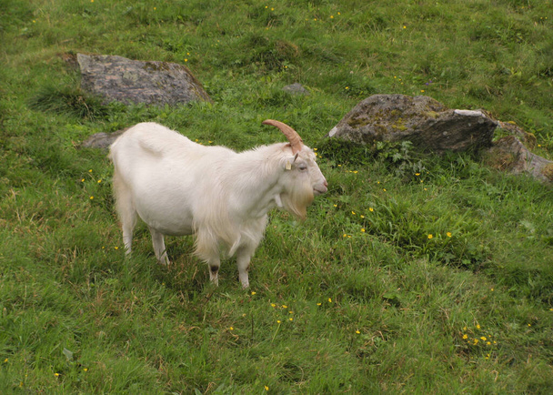 Молочная коза с одним рогом (capra aegagrus hircus)
) - Фото, изображение