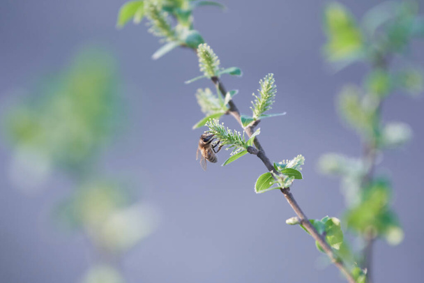 Европейская пчела (Apis mellifera) собирает пыльцу с белой ивы (Salix alba) в прекрасный весенний день. Концепция весны и цветения, насекомые, размножение опыления, находящихся под угрозой исчезновения
 - Фото, изображение