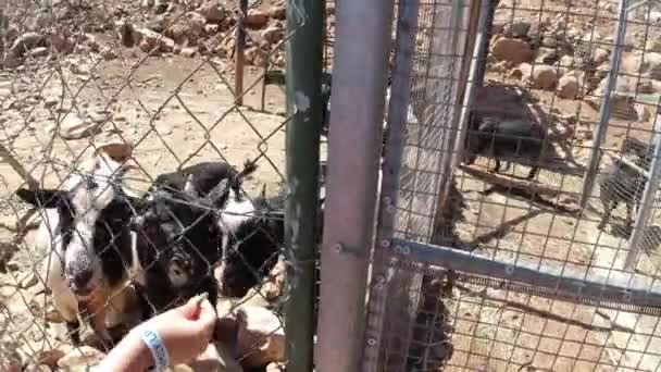 Az éhes kecskék etetése, Kréta sziget, Görögország - Felvétel, videó