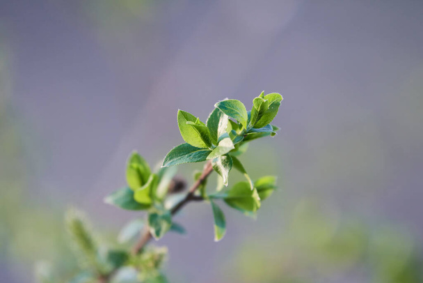 Kukkiva valkoinen paju (Salix alba) kasvaa uusia kirkkaan vihreitä lehtiä keväällä. Kevään ja kukinnan käsite, pölytys ja lisääntyminen, luonto
 - Valokuva, kuva