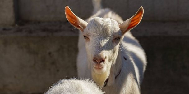 De Saanen is een Zwitsers geitenras. Geitenfokken. De mannelijke geit importeert voor de vrouwelijke geit om copulatie te krijgen. Liefde paar. Voortplanting seizoen-lente rutting. Veehouderij. - Foto, afbeelding