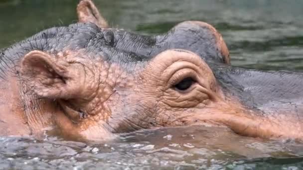 Powolny ruch hipopotama wziąć kąpiel w wodzie jeziora w lecie w przyrodzie dzikiej przyrody. Hipopotamus amphibius lub hipopotam jest półwodnym ssakiem pochodzącym z Afryki Subsaharyjskiej. Rodzina Hipopotamidae-Dan - Materiał filmowy, wideo