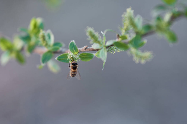 Μια ευρωπαϊκή μέλισσα (Apis mellifera) που συλλέγει γύρη από μια λευκή ιτιά (Salix alba) από μια όμορφη ανοιξιάτικη μέρα. Έννοια της άνοιξης και της άνθισης, έντομα, αναπαραγωγή επικονίασης, απειλούμενα - Φωτογραφία, εικόνα