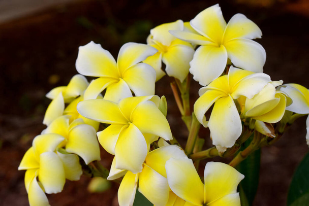 Hermosas flores de frangipani amarillo con fondo oscuro
  - Foto, Imagen