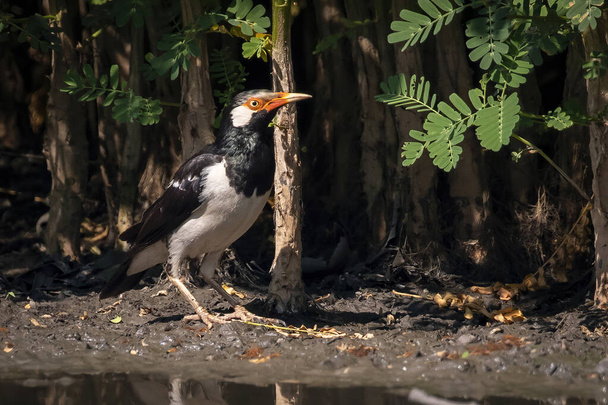 Image of Asian pied myna bird or pied starling (Gracupica contra)  on nature background. Bird. Animals. - Photo, Image