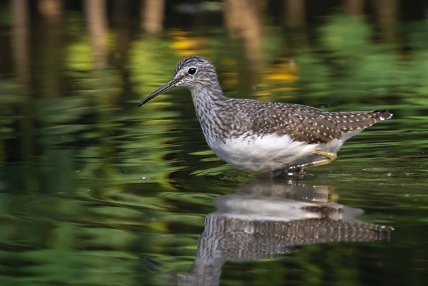 Image of Common Sandpiper bird (Actitis hypoleucos) looking for food in the swamp on nature background. Bird. Animals. - Photo, Image