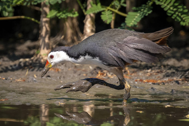 Image of white-breasted waterhen bird(Amaurornis phoenicurus) are looking for food in swamp on nature background. Bird. Animals. - Фото, изображение