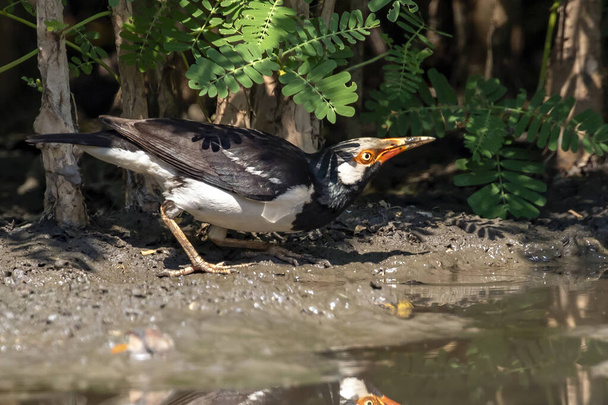 Doğanın arka planında Asya 'da yaşayan Myna kuşunun (Gracupica contra) görüntüsü. Kuş. Hayvanlar. - Fotoğraf, Görsel