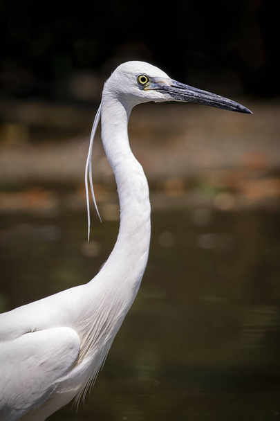 Image of little egret (Egretta garzetta) looking for food in the swamp on nature background. Bird. Animals. - Φωτογραφία, εικόνα