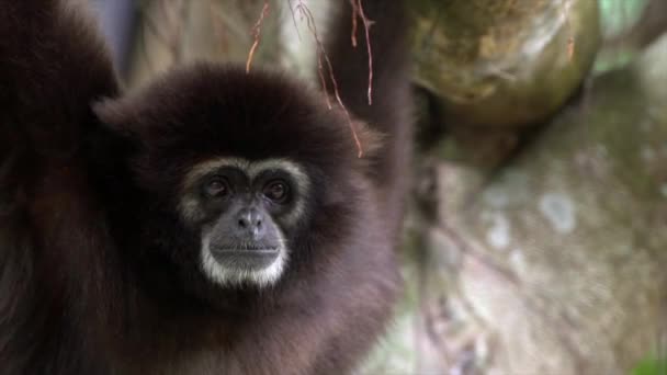 Close-up of head Lar Gibbon is looking at camera on tree branches. Portrait of wild Hylobates Lar hanging through rain forest trees. Nature wildlife rainforest. White-handed gibbon with darker fur-Dan - Záběry, video