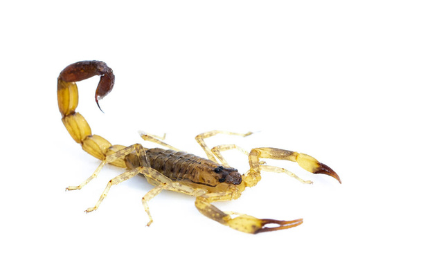 Image of brown scorpion isolated on white background. Insect. Animal. - Photo, Image