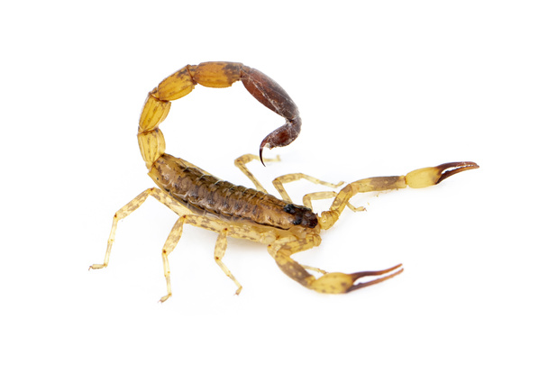 Obraz brązowego skorpiona wyizolowanego na białym tle. Owady. Zwierzęta. - Zdjęcie, obraz