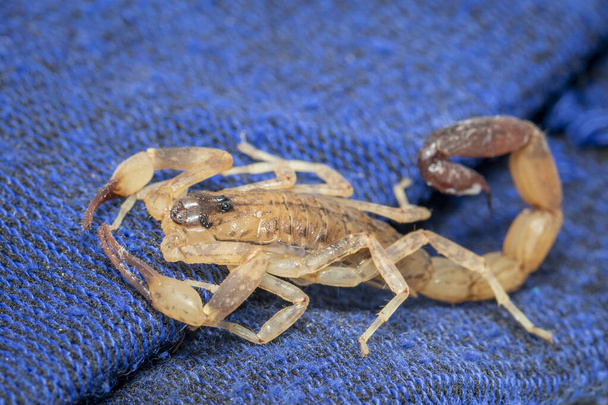 Image of brown scorpion on blue cloth. Insect. Animal. - Photo, Image