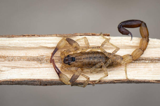 Image of brown scorpion on brown dry tree branch. Insect. Animal. - Photo, Image
