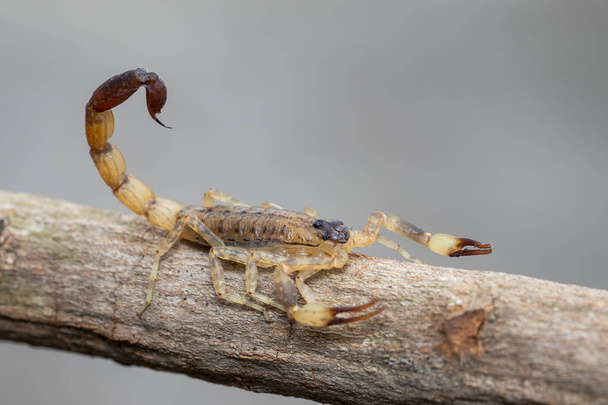 Imagen de escorpión marrón en rama de árbol seco marrón. Insecto. Animales.
. - Foto, imagen