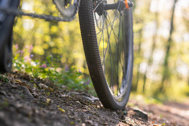close-up of wheels and the bottom of a bicycle on forest trails before sunset - Photo, Image