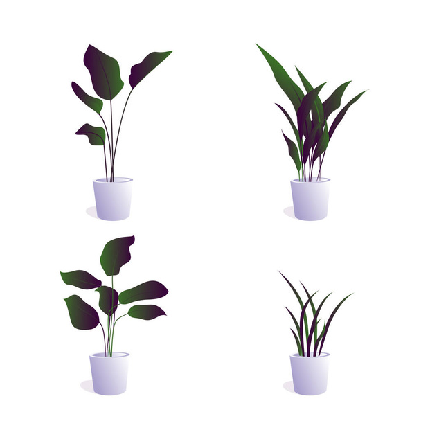 φυτά σε γλάστρα για χρήση σε εσωτερικούς χώρους ως φυτό εσωτερικού χώρου και διακόσμηση σε λευκό φόντο. εργοστάσιο εικονογράφησης σε γλάστρα με χρώμα διαβάθμισης. - Φωτογραφία, εικόνα