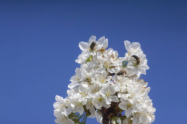 Foto de dos abejas aterrizaron en un ramo lleno de flores de cerezo con compañía de otro insecto en rama sobre fondo azul profundo del cielo
 - Foto, imagen