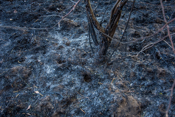 Dziki pożar lasu. Płonące pole suchej trawy i drzew. Dziki pożar spowodowany gorącą pogodą. Popiół spalonej trawy. Zbliżenie spalony suchy trawa na pole. Problem ekologiczny - Zdjęcie, obraz
