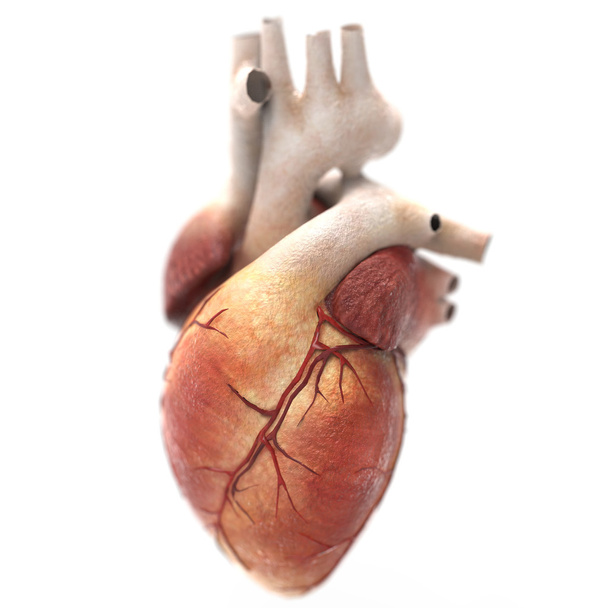 Anatomía del corazón humano
 - Foto, Imagen