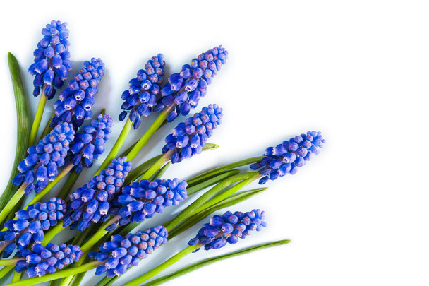 Hermosas flores de Muscari azul primavera sobre un fondo blanco
 - Foto, Imagen