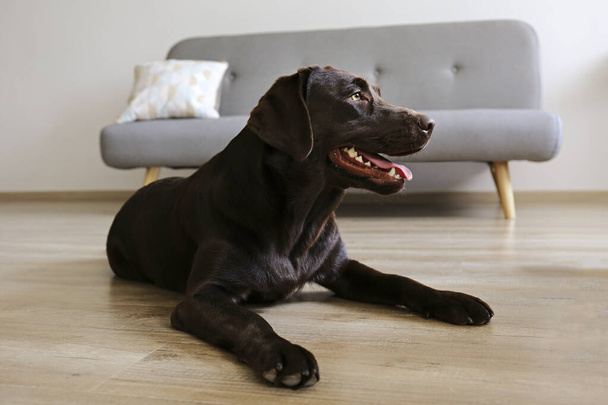 Portrait of eighteen months old chocolate labrador retriever lying on wood texture floor in front of grey textile sofa. Happy and funny brown dog relaxing at home. Close up, copy space. - Photo, image
