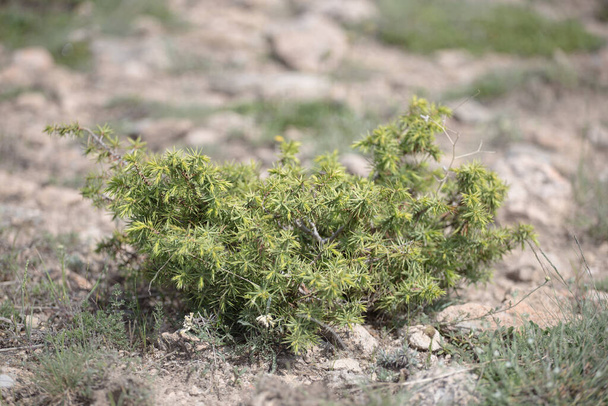 Wild nature shrub of Junipers are coniferous in the genus Juniperus in the field - Photo, Image