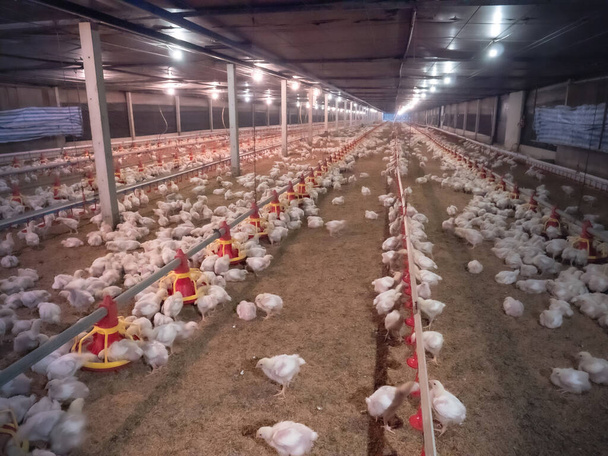 Die kleinen Hühner fraßen Futter von der Fütterungsmaschine in der Smart Farm - Foto, Bild
