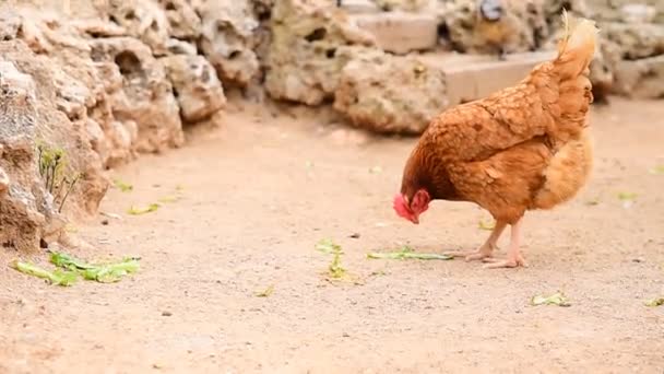 Kippen op een boerderij die de grond pikken en biologische eieren produceren - Video