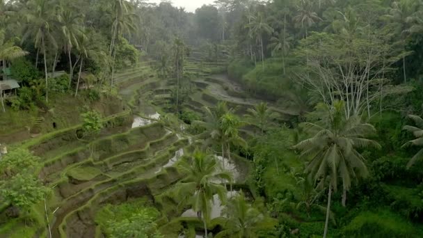 Tegalang rijstterrassen, Bali, Indonesië. Luchtfoto. - Video
