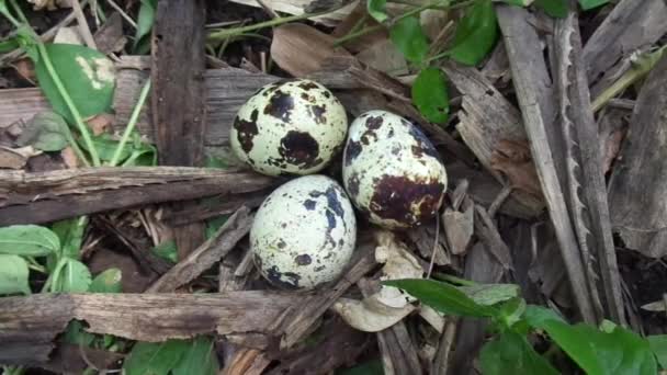 Wachteleier in der Natur mit natürlichem Hintergrund. In der Natur hat Wachtel maximal drei Eier. - Filmmaterial, Video