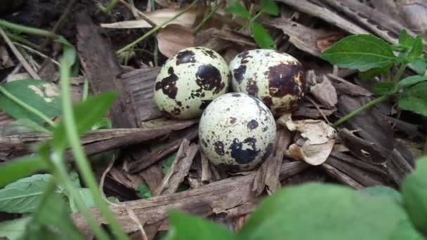 Viiriäisen munia luontoon luonnollisella taustalla. Luonnossa viiriäinen maksimaalinen on vain kolme munaa
. - Materiaali, video