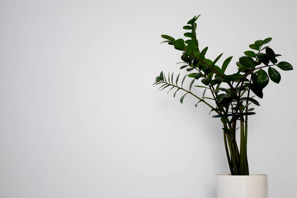 Большие зеленые растения замиокульки в белом горшке на сером фоне стены
 - Фото, изображение